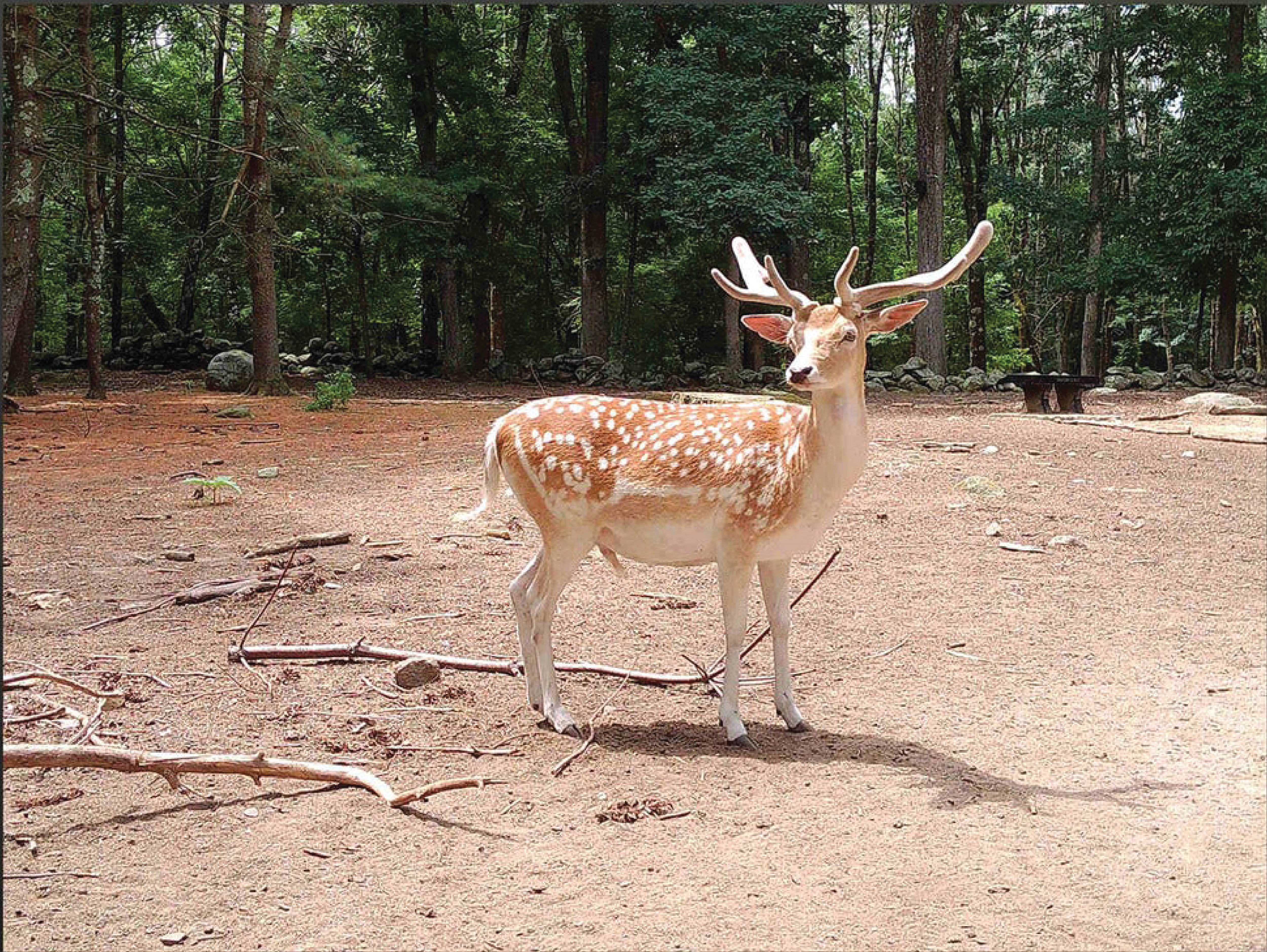 Rechargeable Digital Camera with Selfie Digital Screen