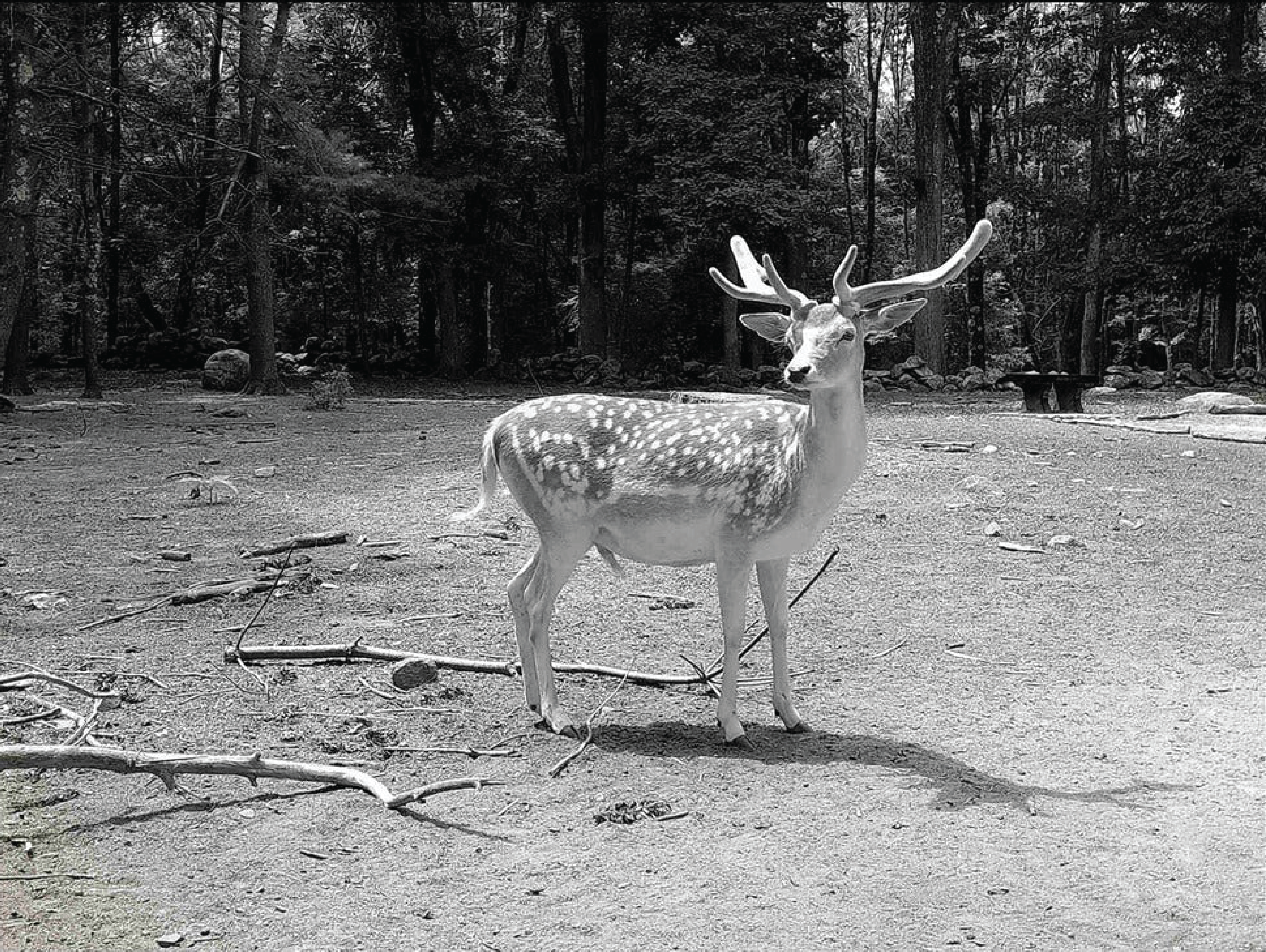 Rechargeable Digital Camera with Selfie Digital Screen