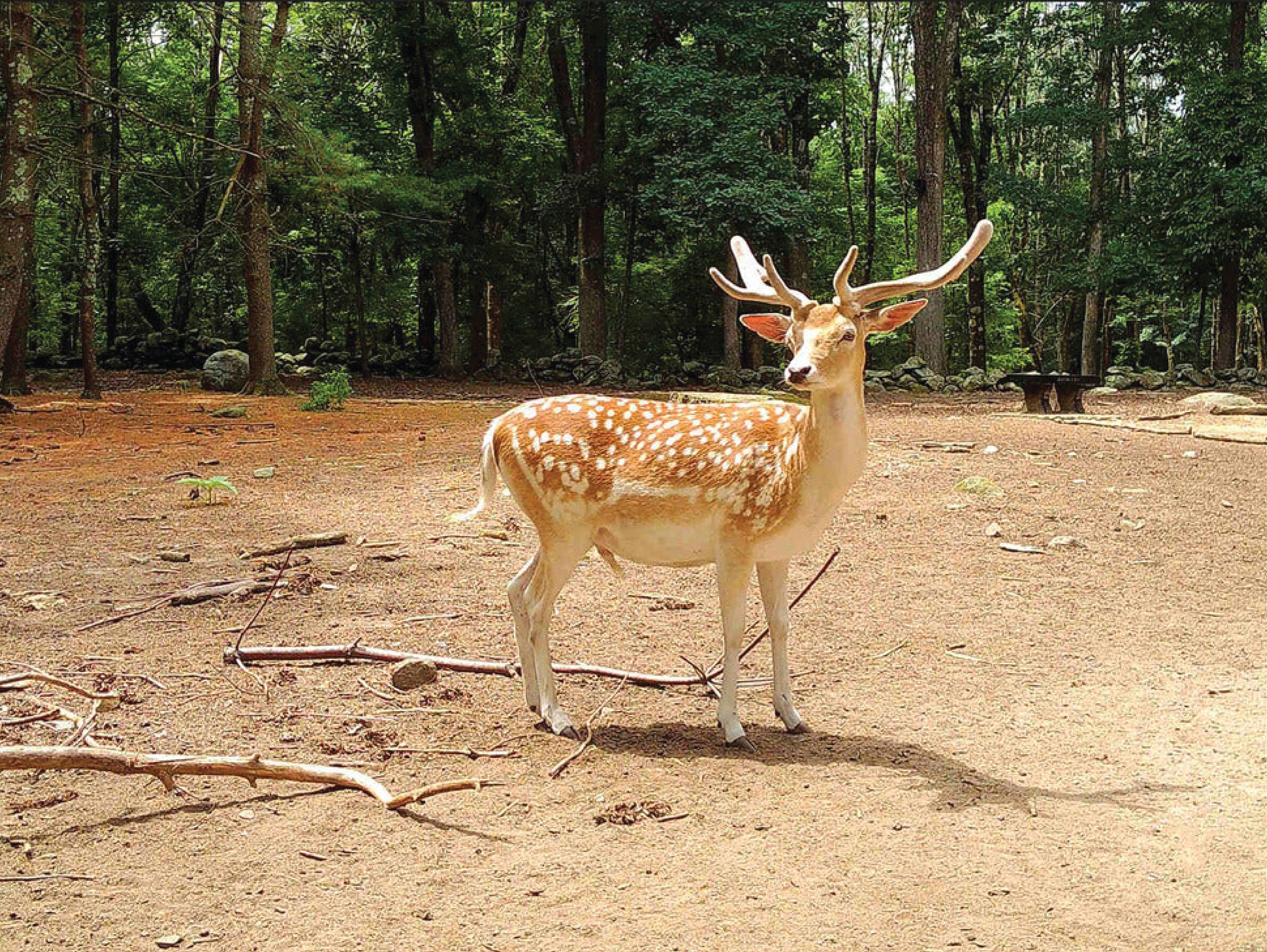 Rechargeable Digital Camera with Selfie Digital Screen